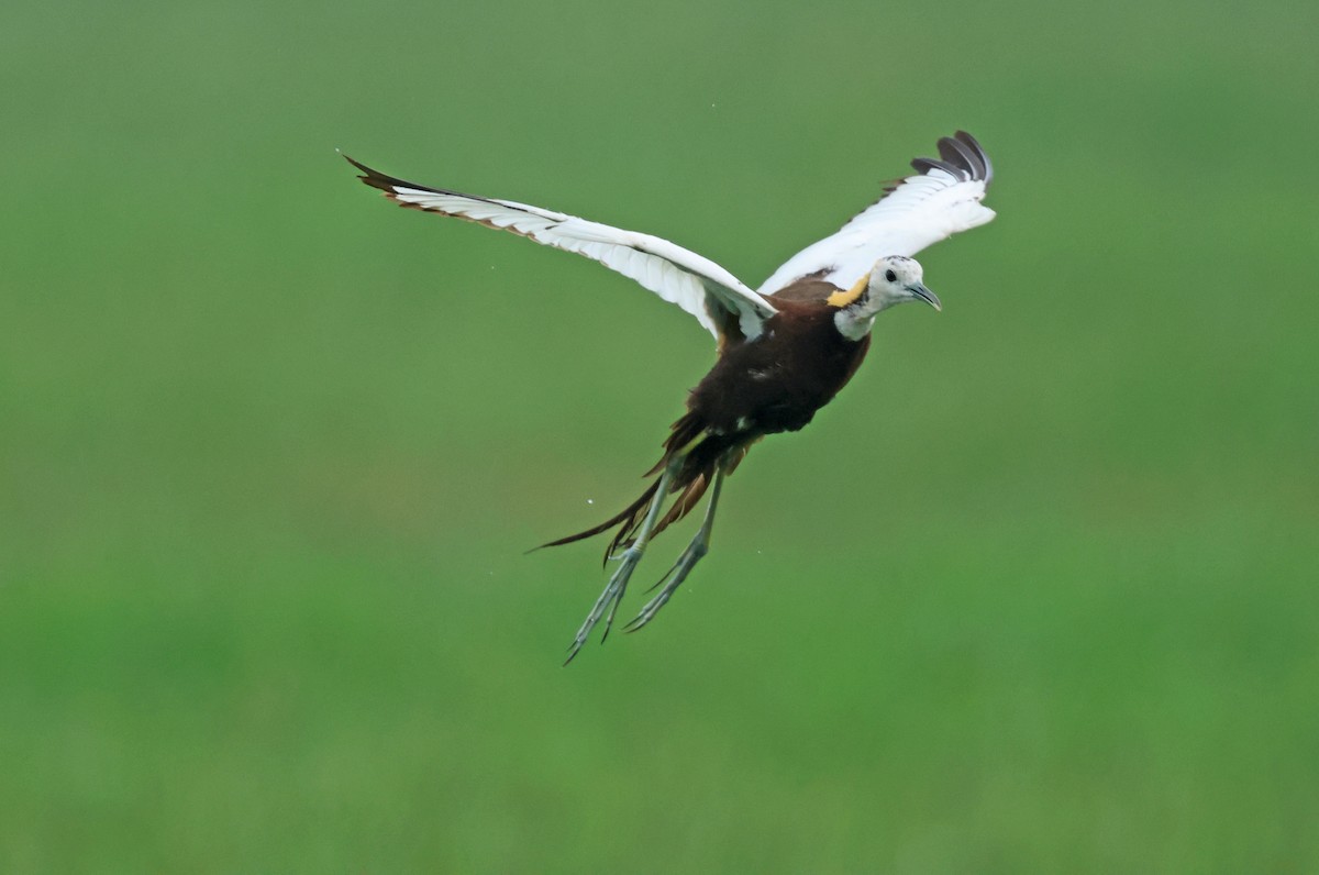 Pheasant-tailed Jacana - ML642759422