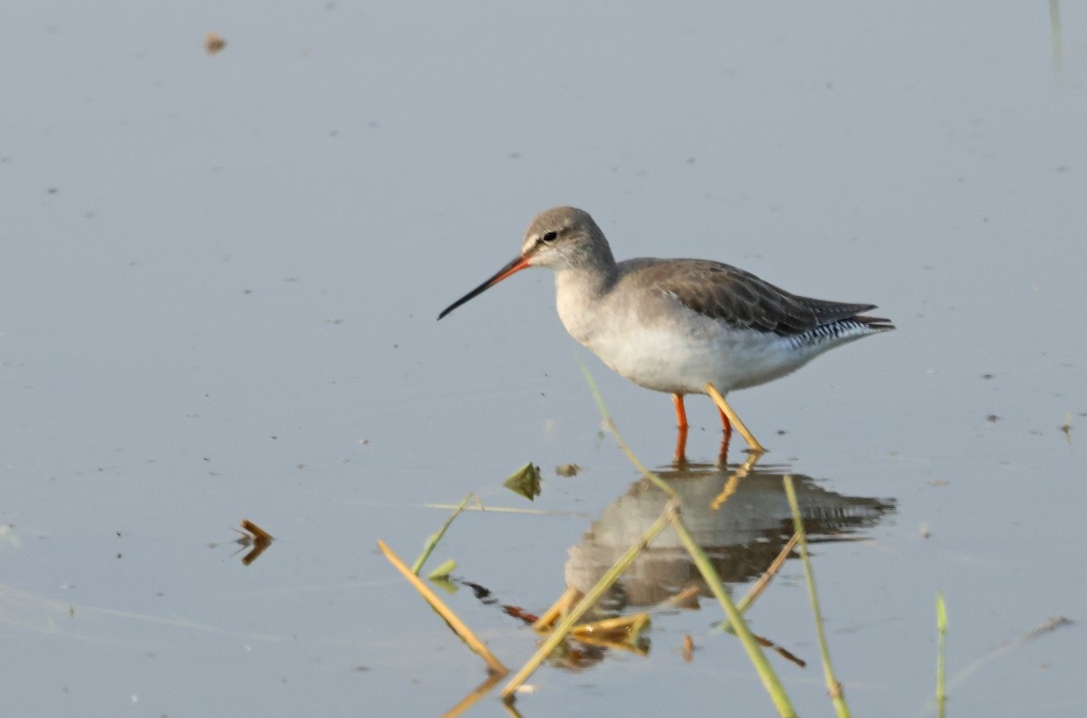 Spotted Redshank - ML642759430