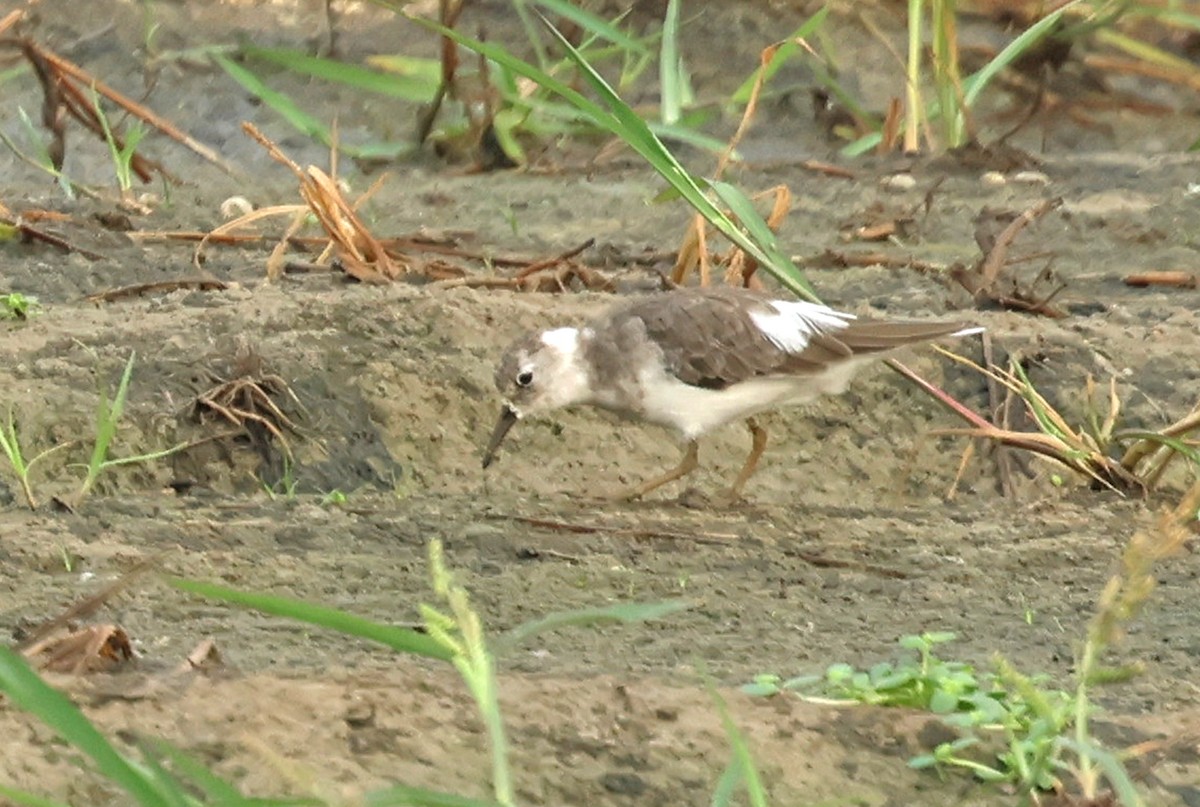 temmincksnipe - ML642759439