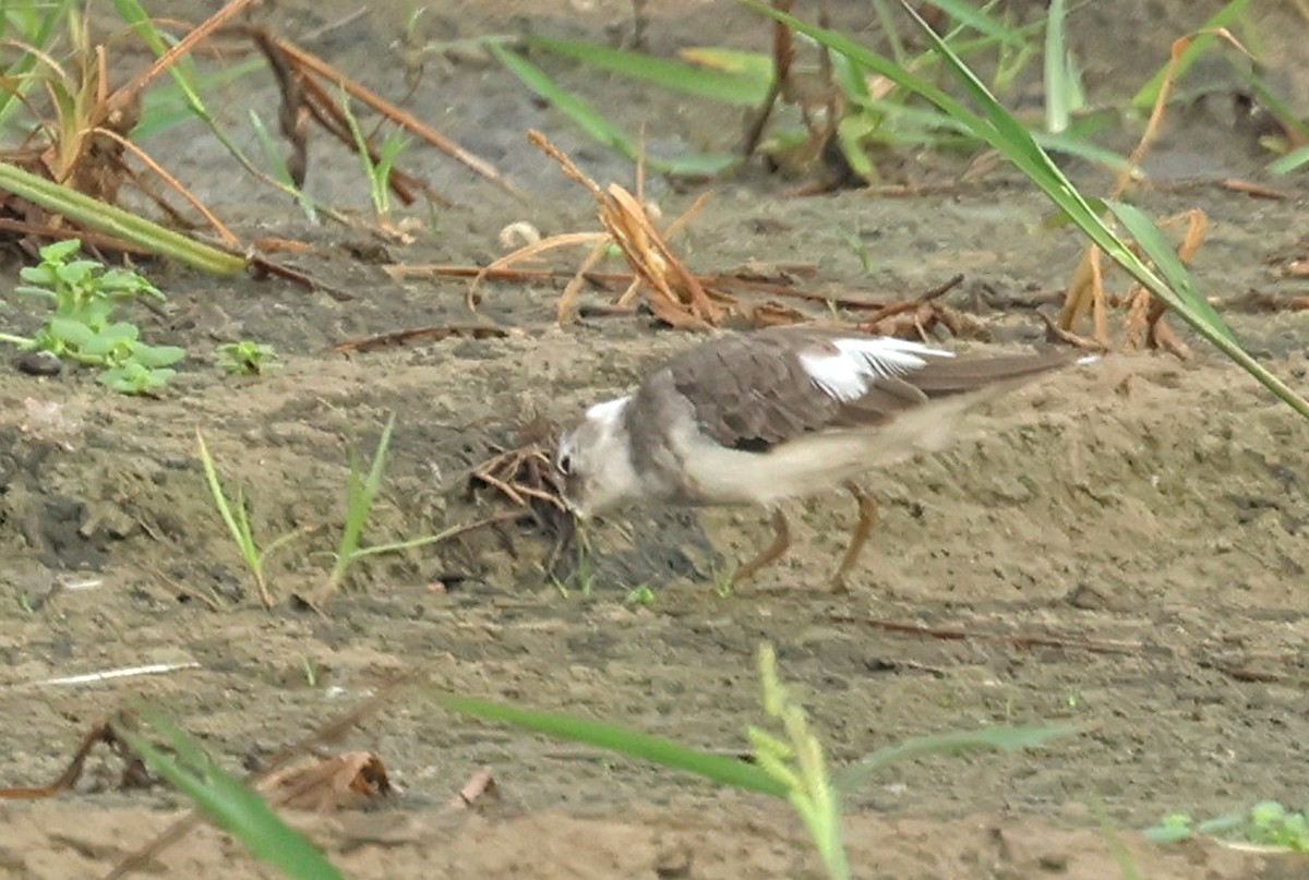 temmincksnipe - ML642759440