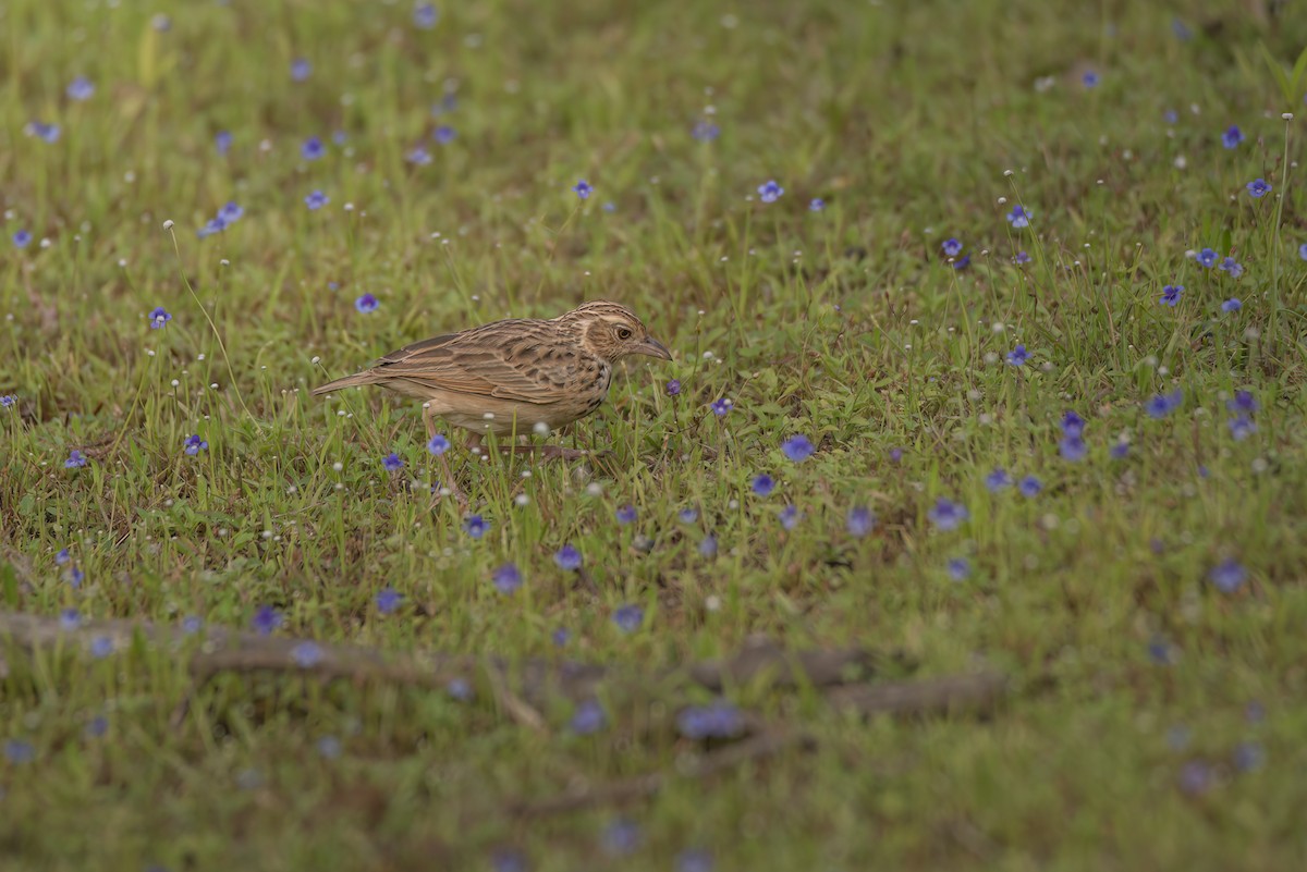 Jerdon's Bushlark - ML642759442