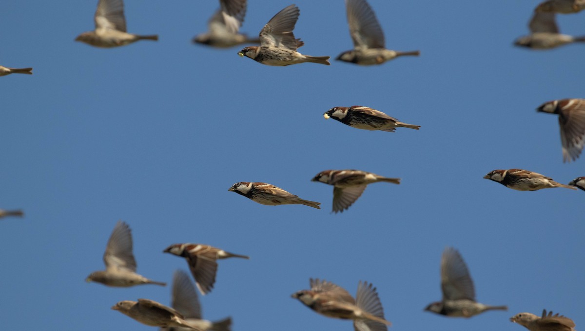 Spanish Sparrow - ML642759454