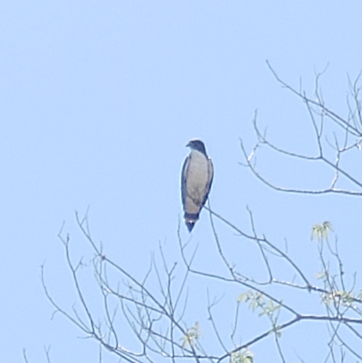 White-tailed Hawk - ML642759500