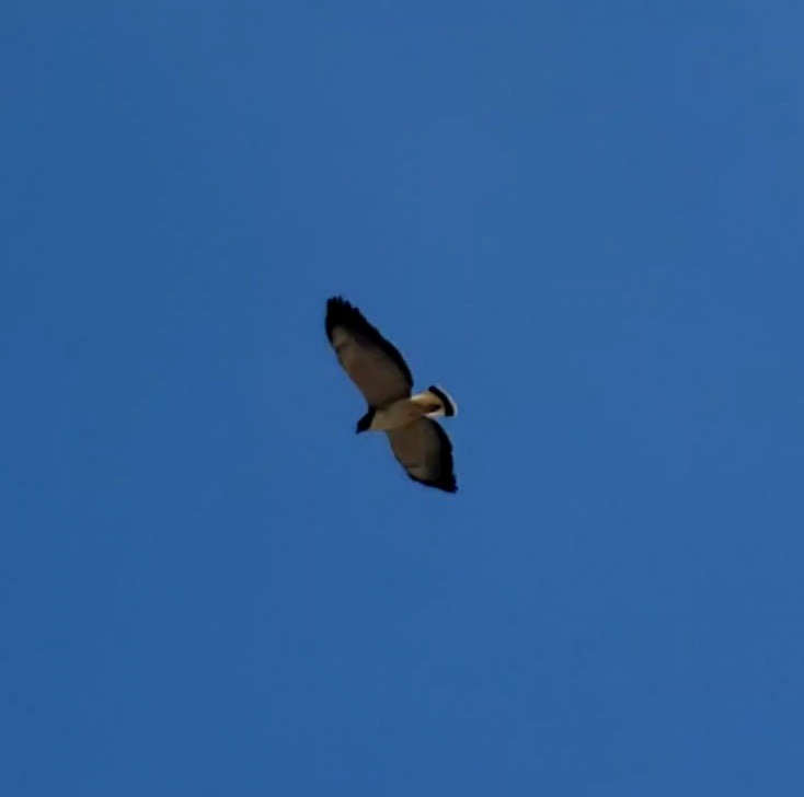 White-tailed Hawk - ML642759501