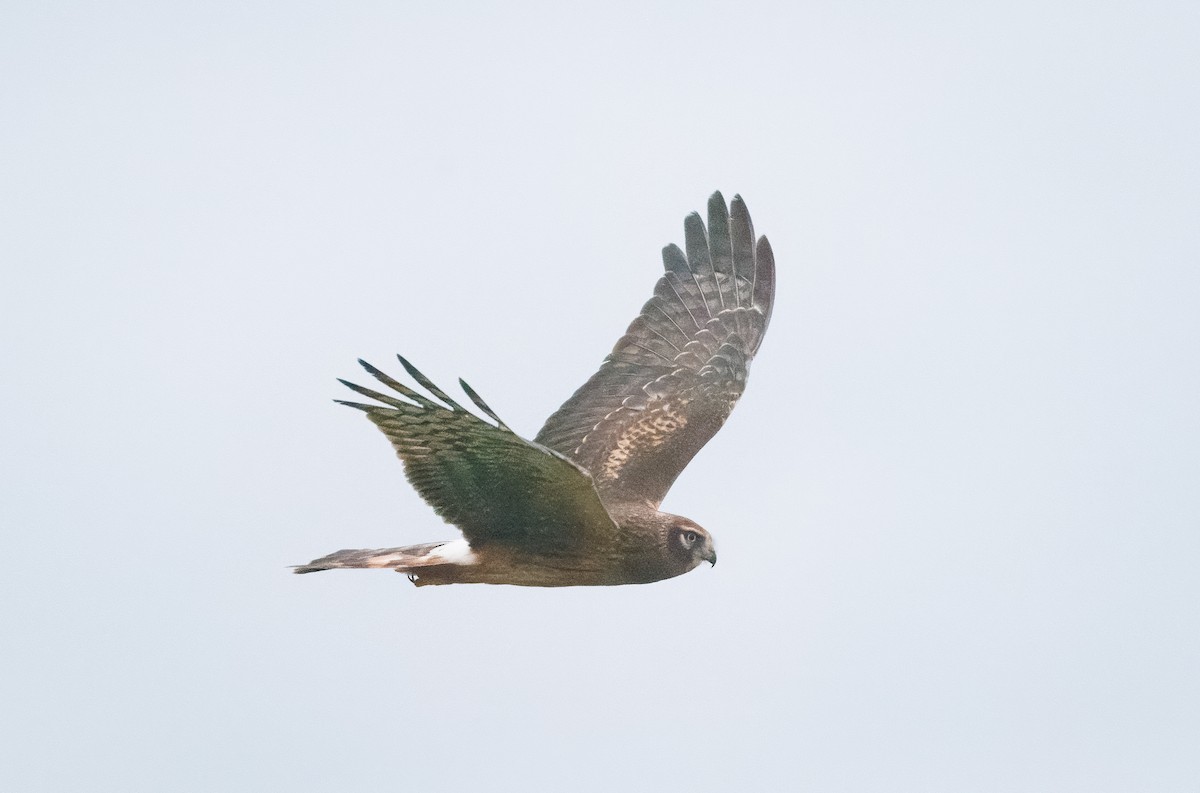 Northern Harrier - ML642759504