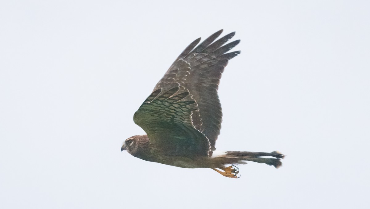 Northern Harrier - ML642759507