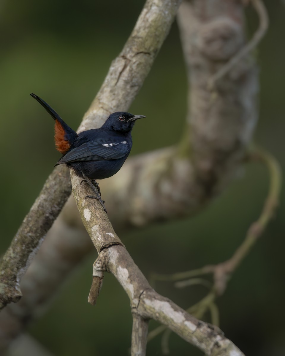 Indian Robin - ML642759508