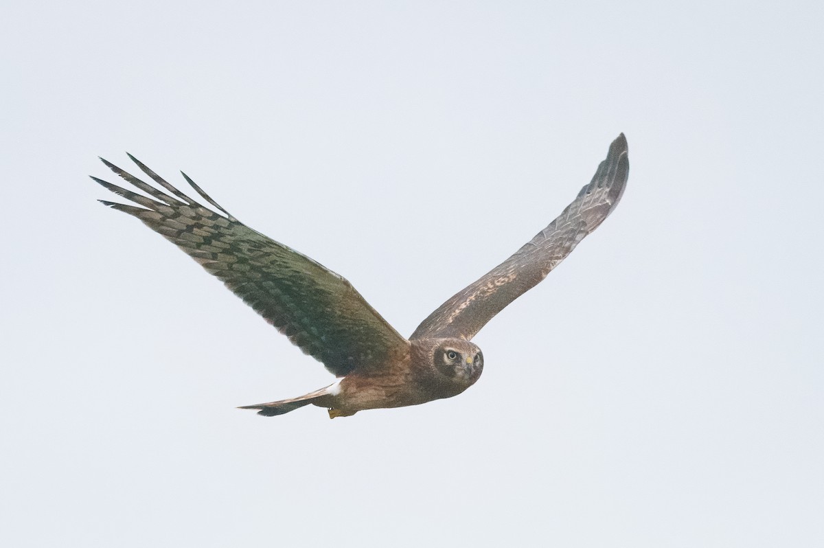 Northern Harrier - ML642759509