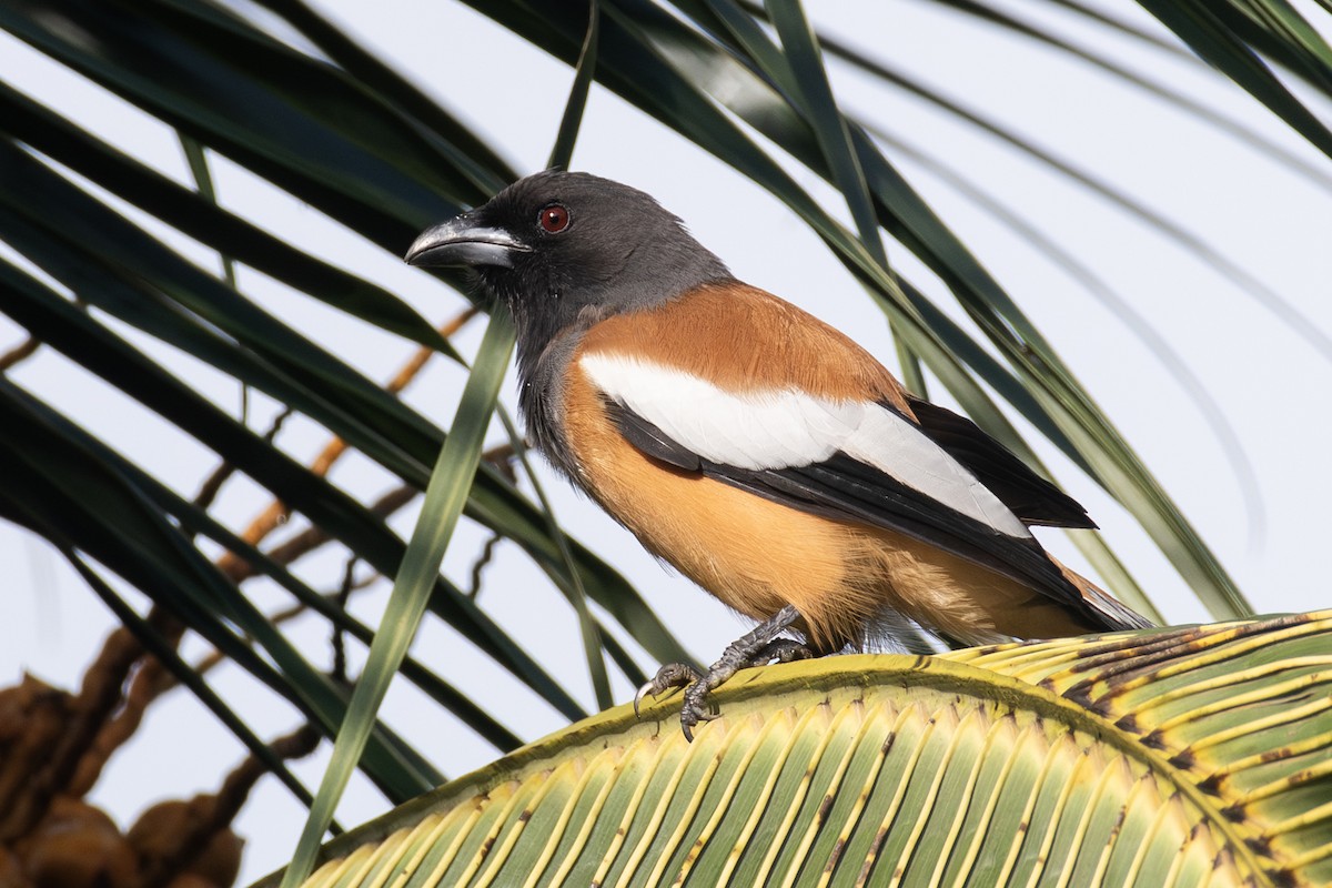 Rufous Treepie - ML642759531