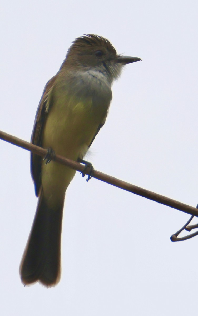 Short-crested Flycatcher - ML642759532