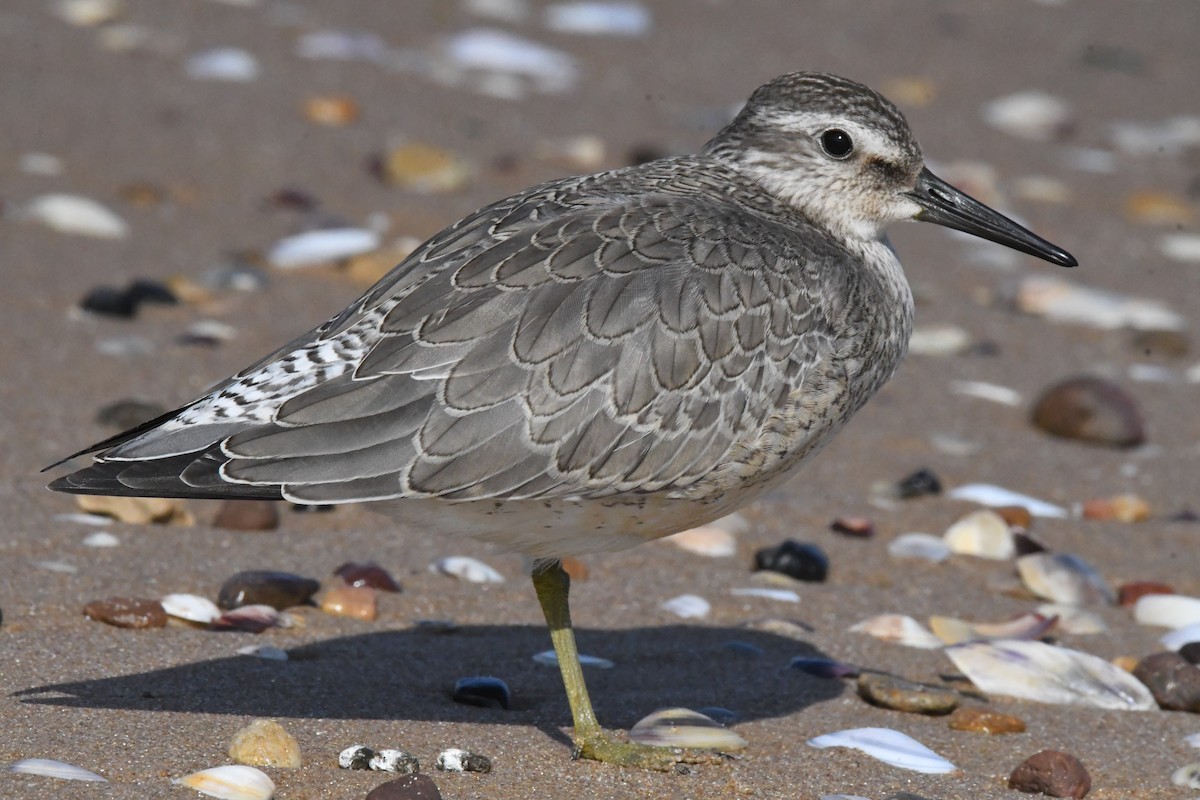 Red Knot - ML642759543