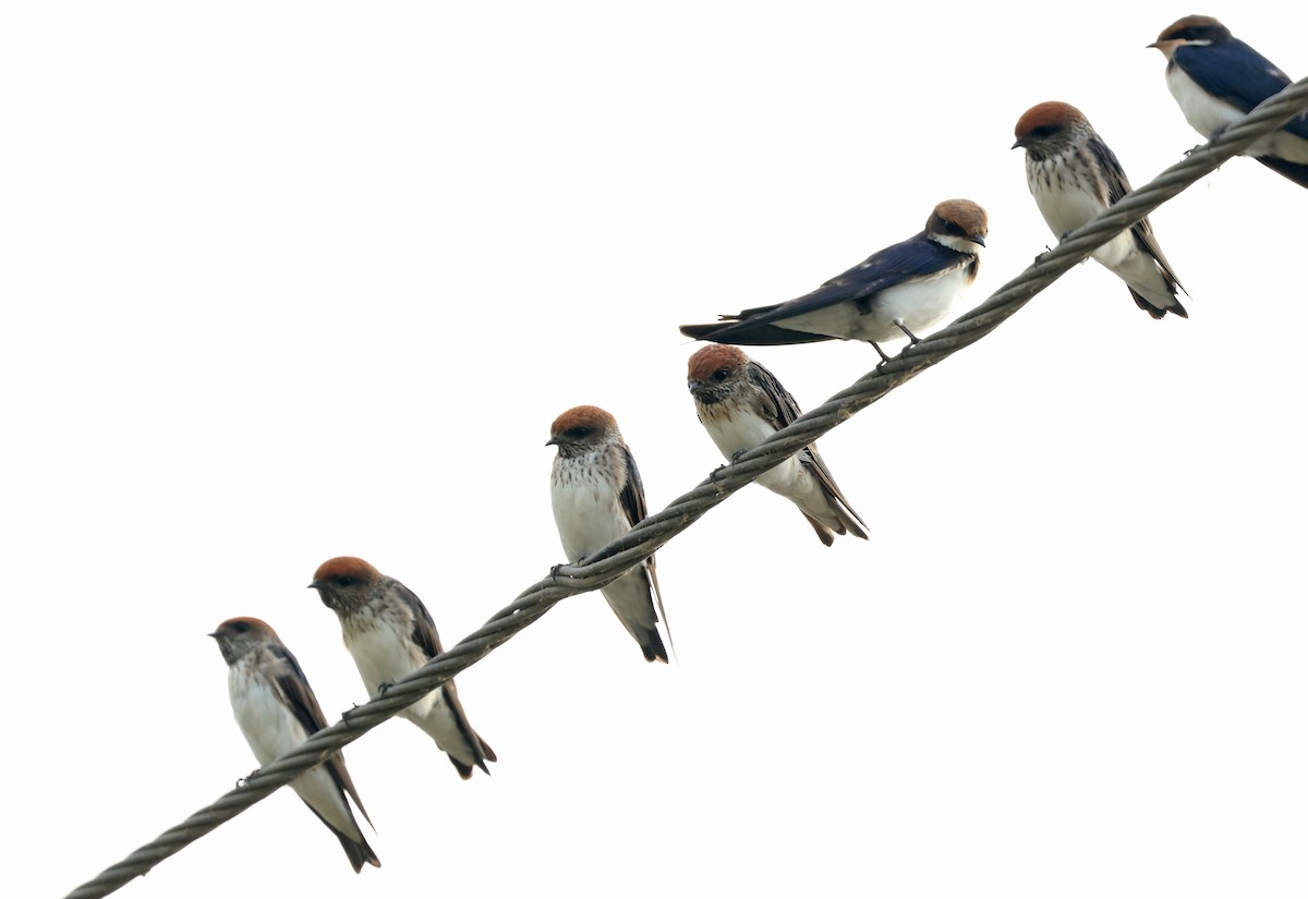Streak-throated Swallow - ML642759546
