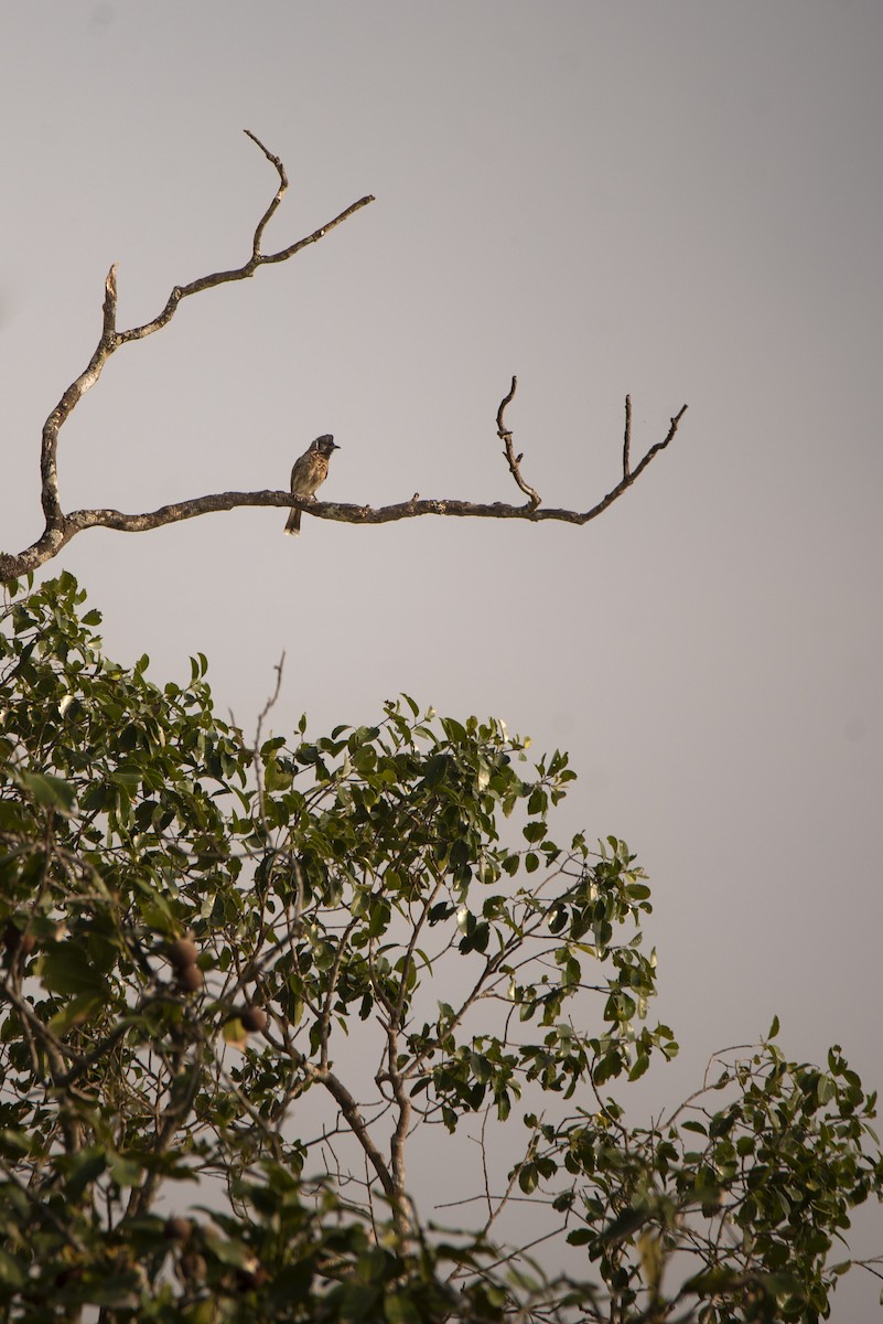 bulbul šupinkový - ML642759559