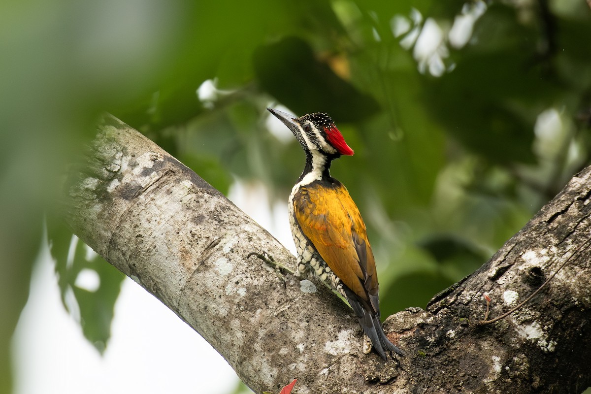 Black-rumped Flameback - ML642759560
