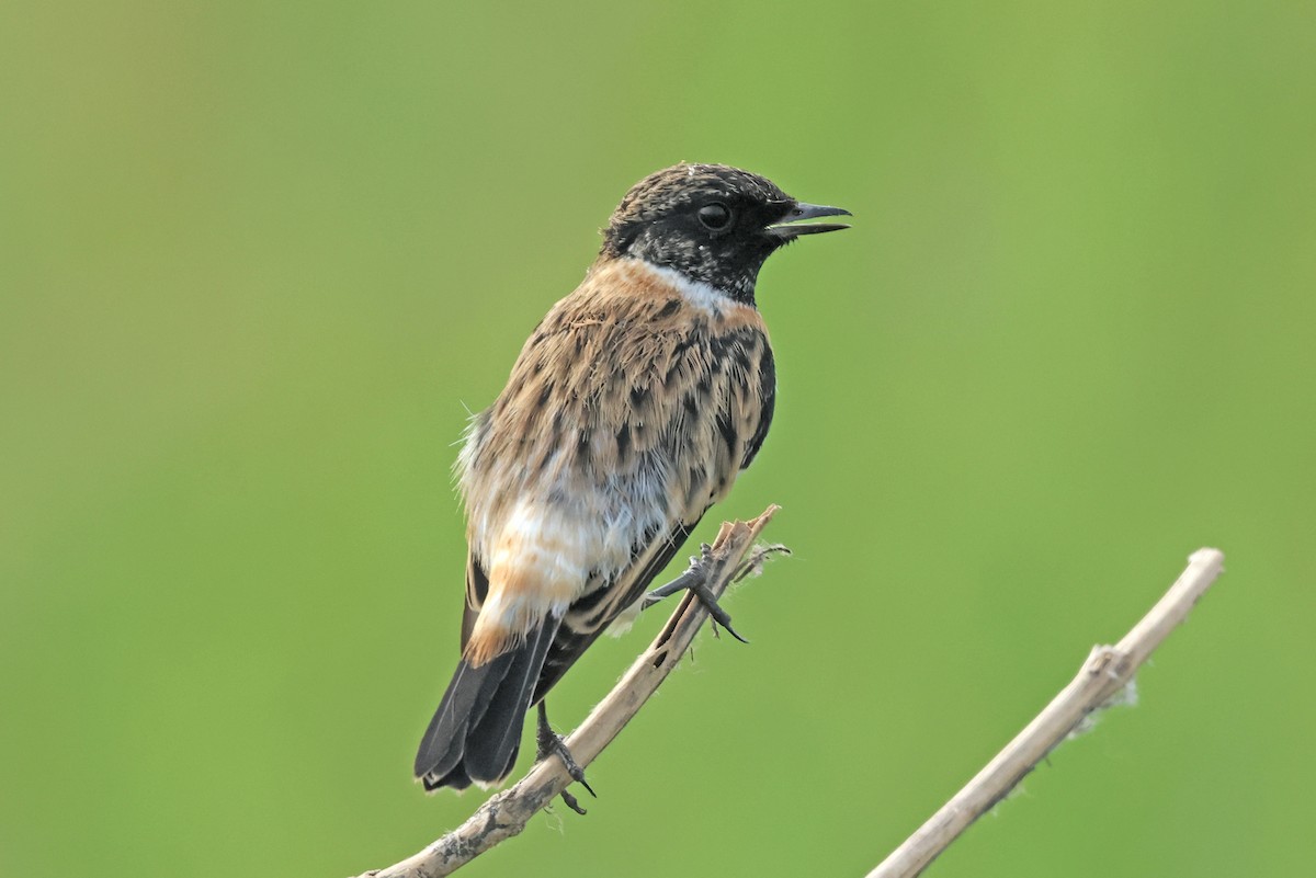Pitxartxar siberiarra - ML642759561