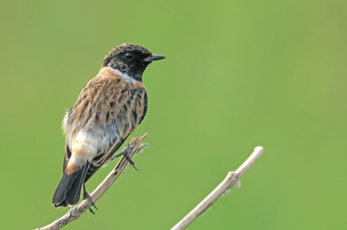 Pitxartxar siberiarra - ML642759562