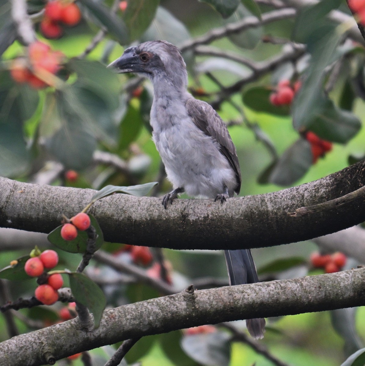 Indian Gray Hornbill - ML642759564