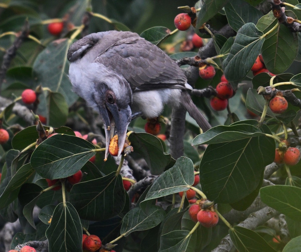 Indian Gray Hornbill - ML642759576