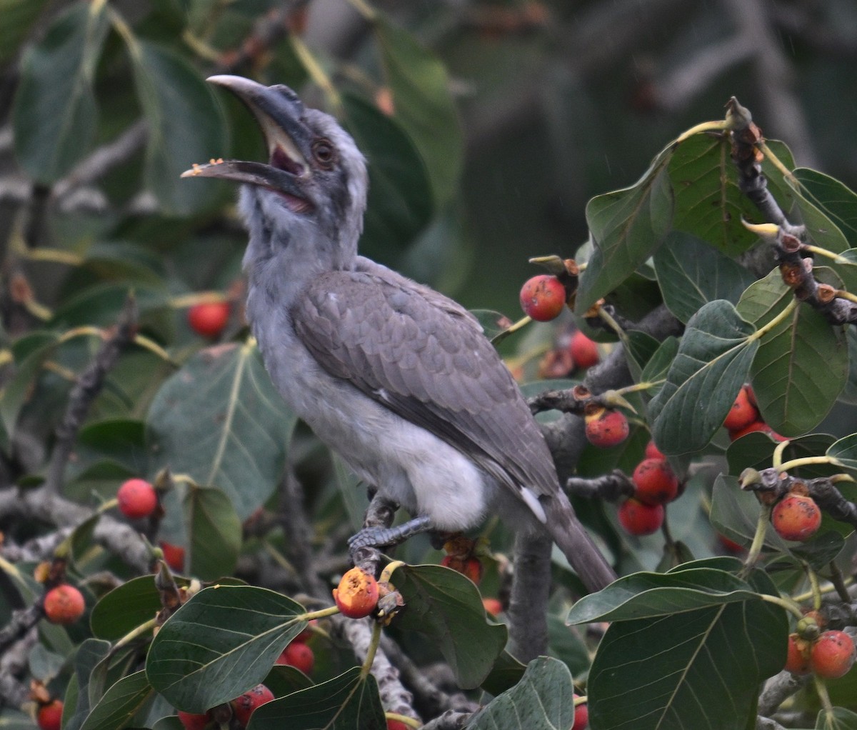 Indian Gray Hornbill - ML642759577