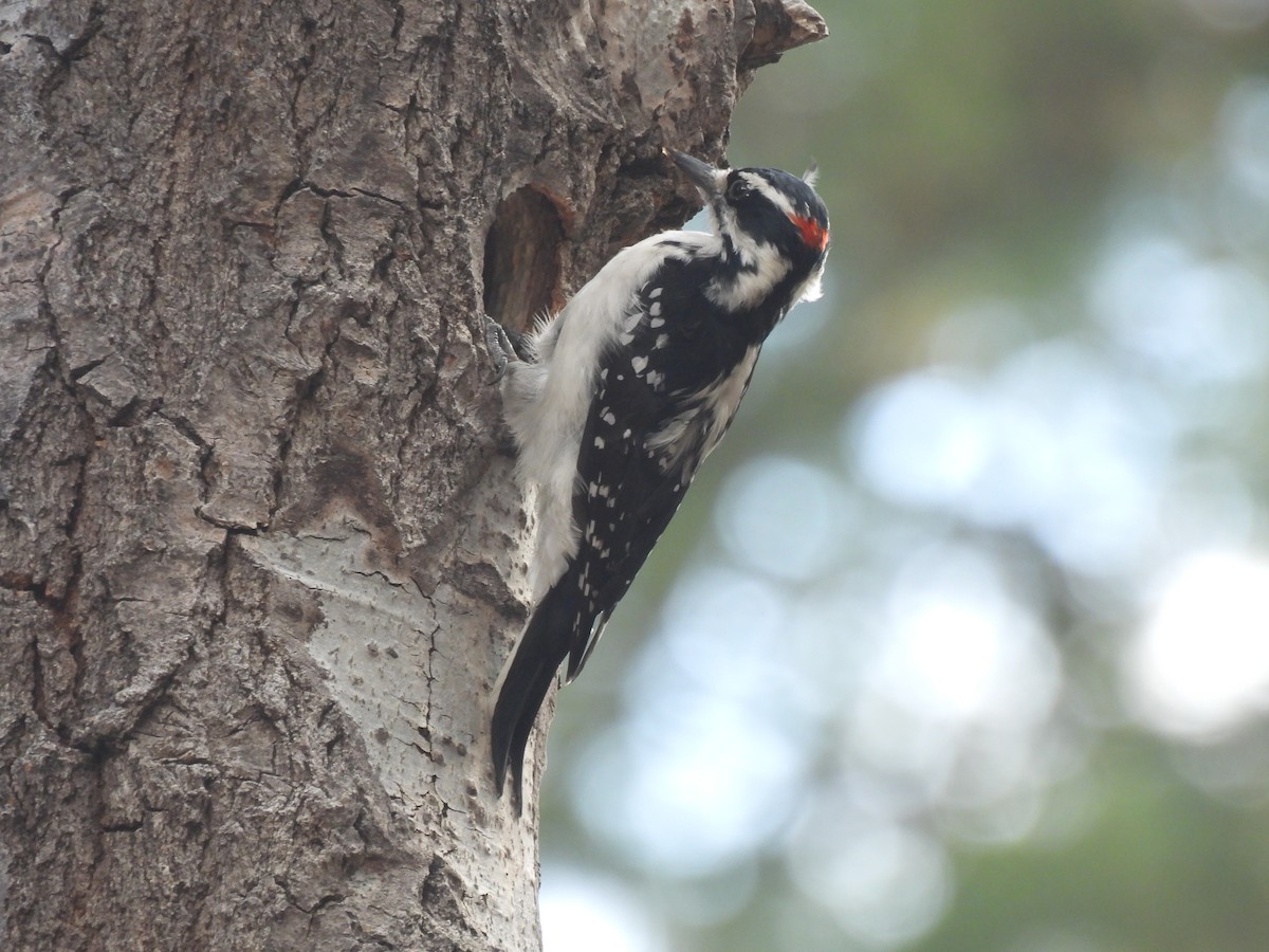 Hairy Woodpecker - ML642759601