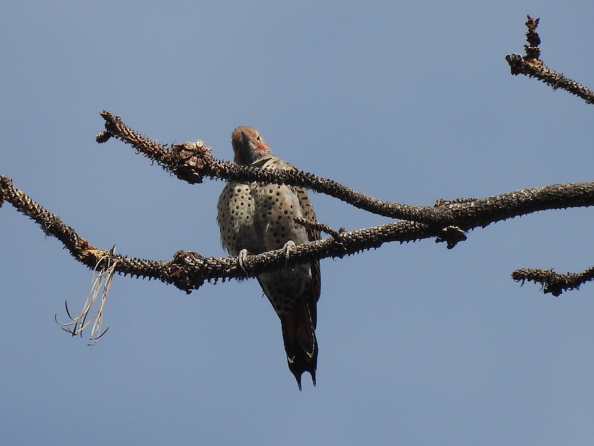 Northern Flicker - ML642759608