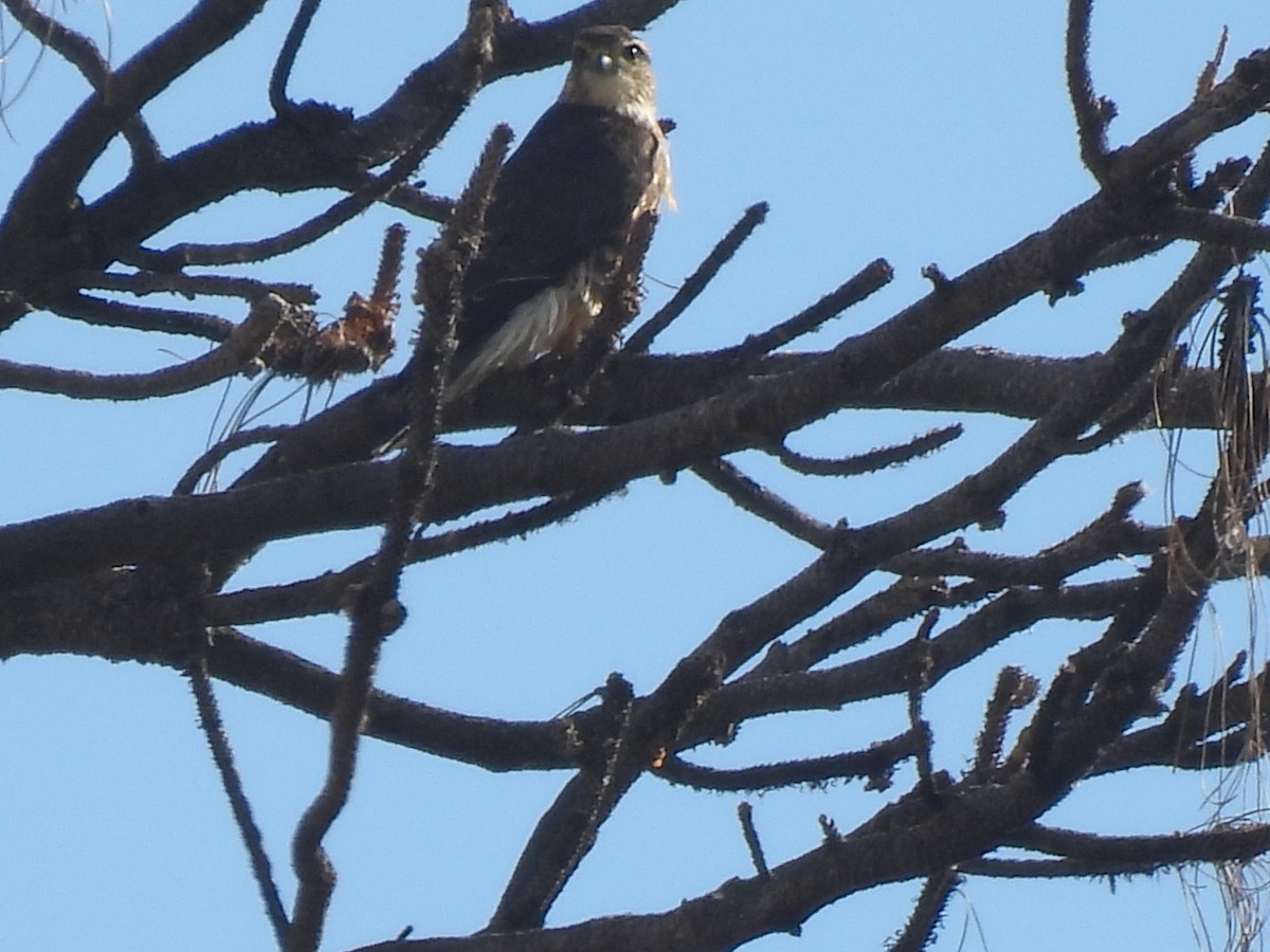 灰背隼 - ML642759625