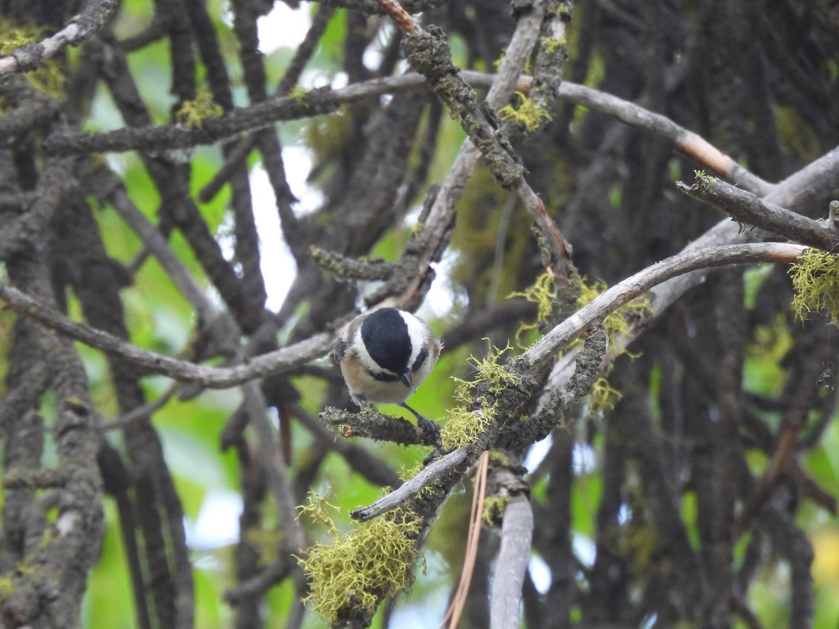 Black-capped Chickadee - ML642759638