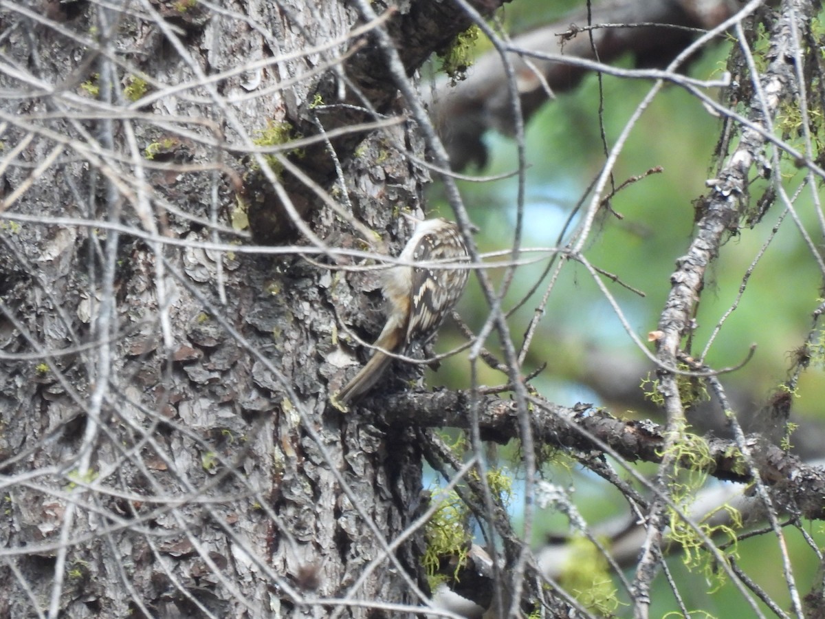 Brown Creeper - ML642759648