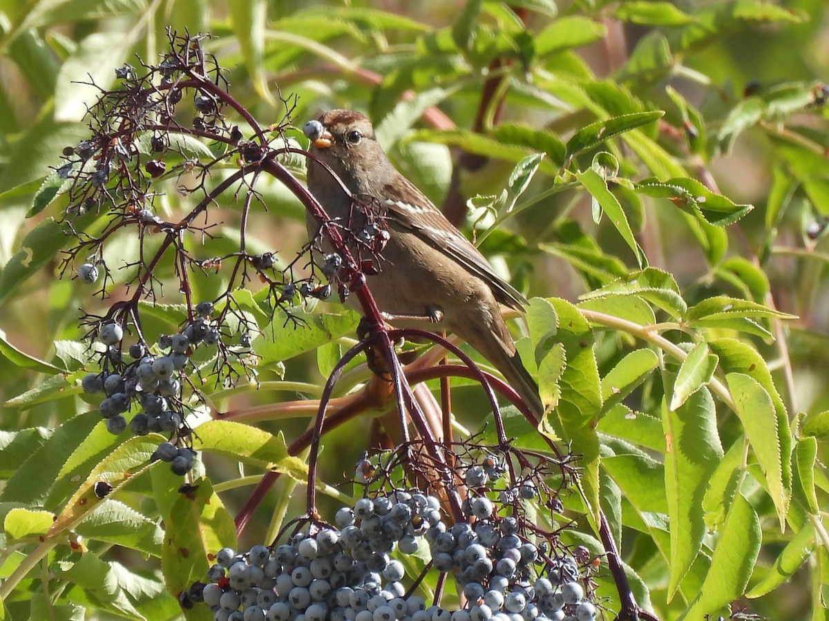White-crowned Sparrow - ML642759669
