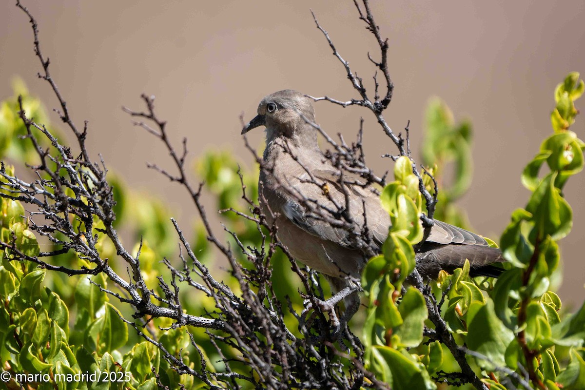 Palomita Alinegra - ML642759681