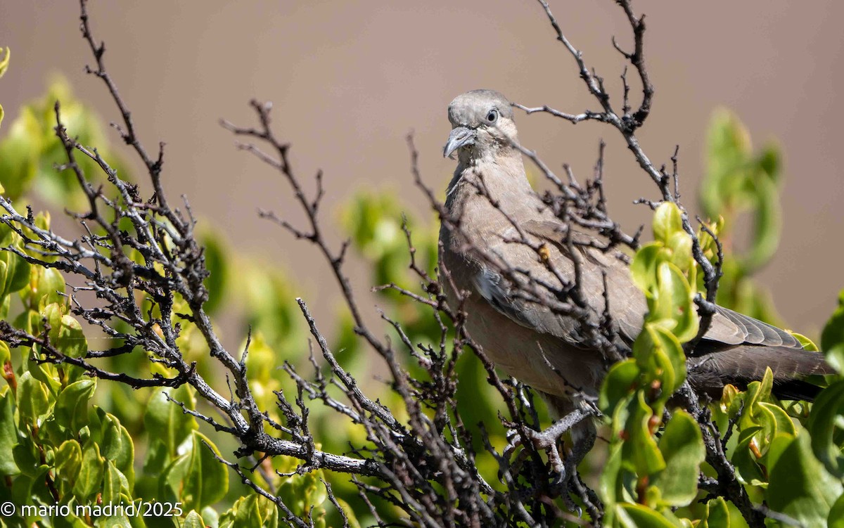 Palomita Alinegra - ML642759682