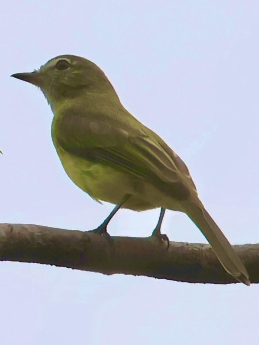 Greenish Elaenia - ML642759686