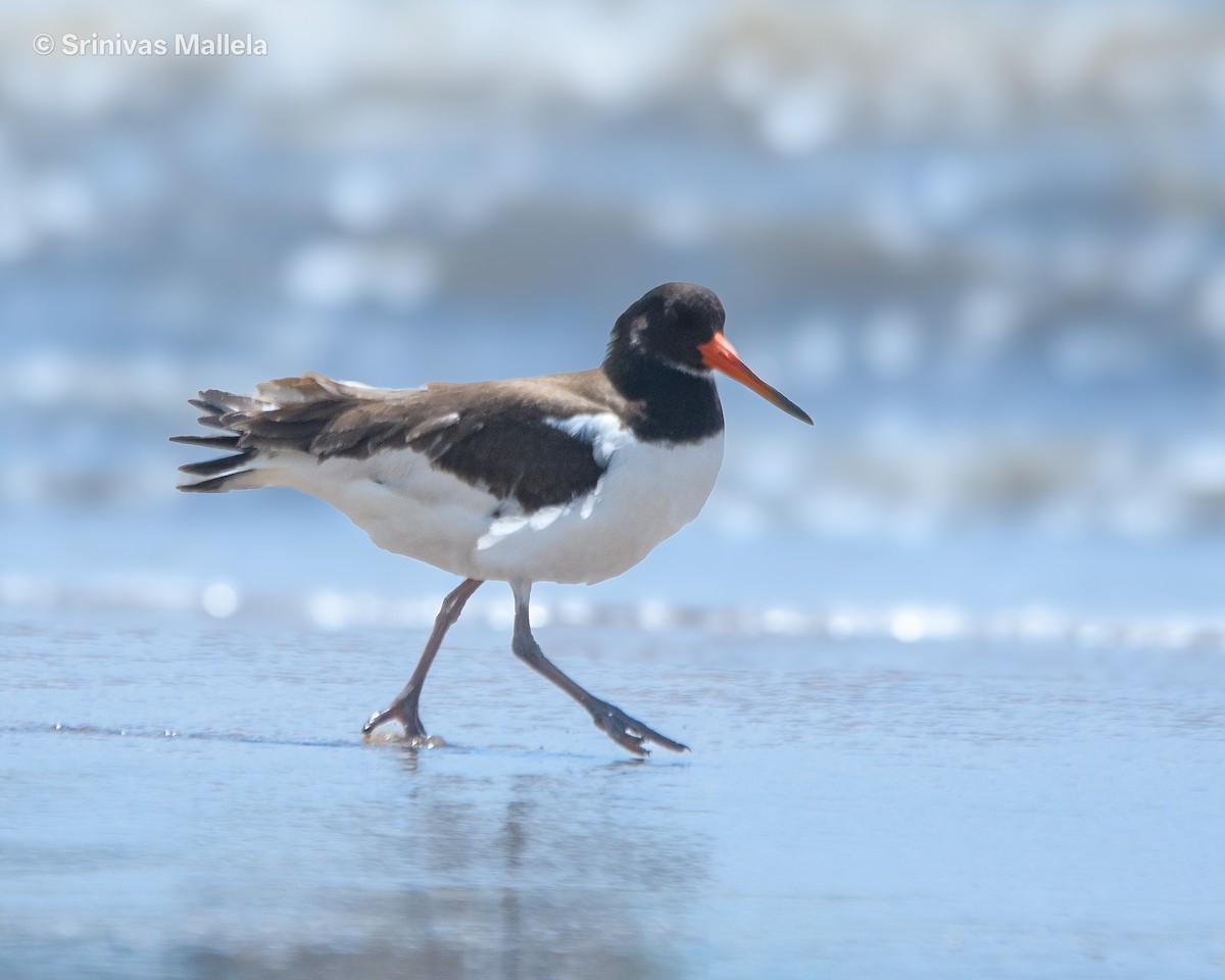 Eurasian Oystercatcher - ML642759687