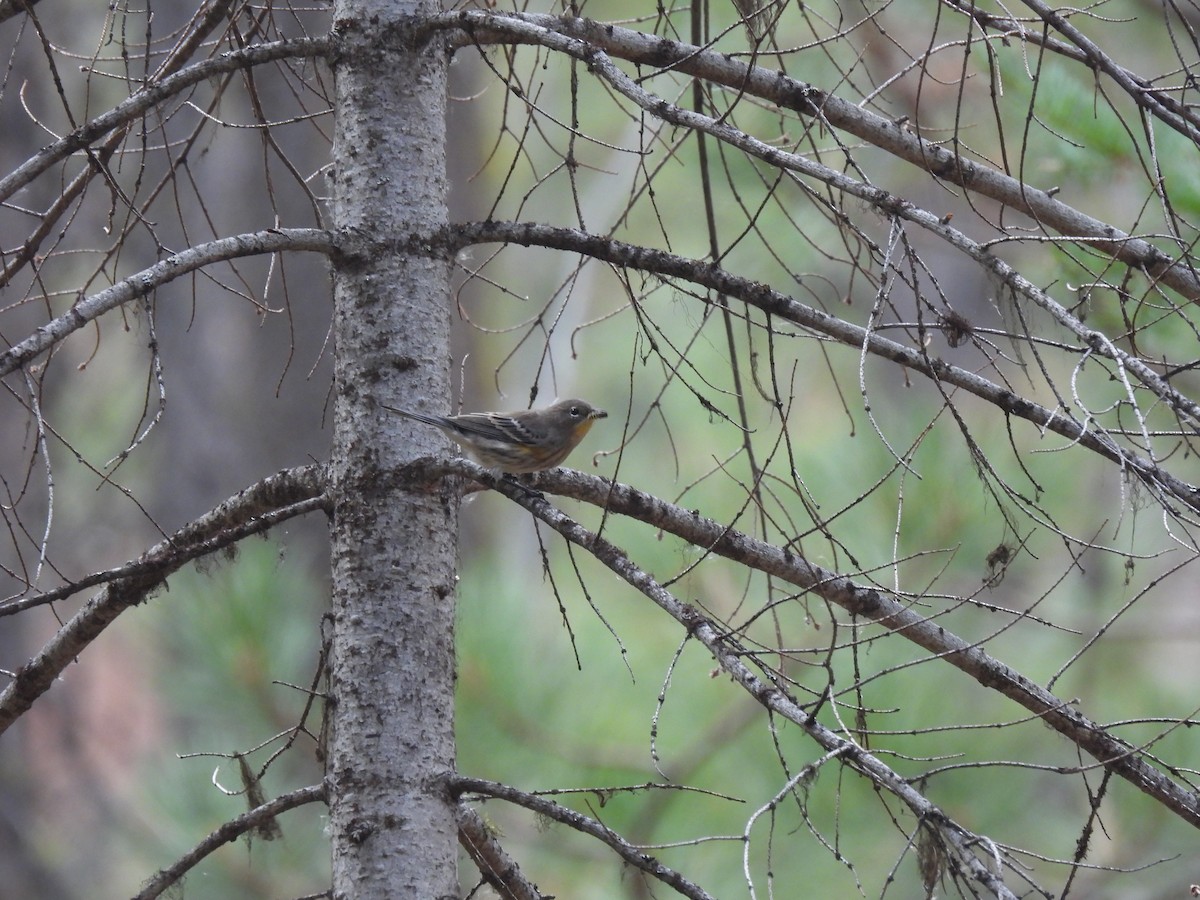 Yellow-rumped Warbler - ML642759690