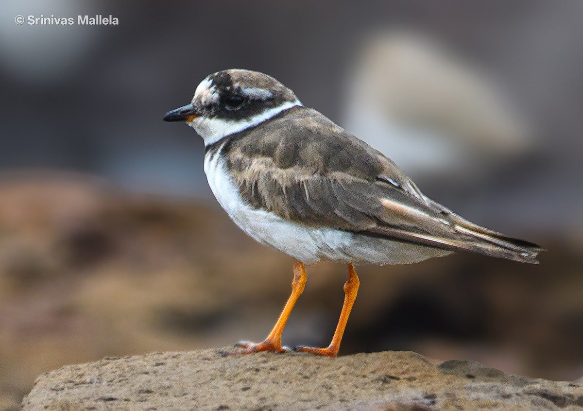 Common Ringed Plover - ML642759691