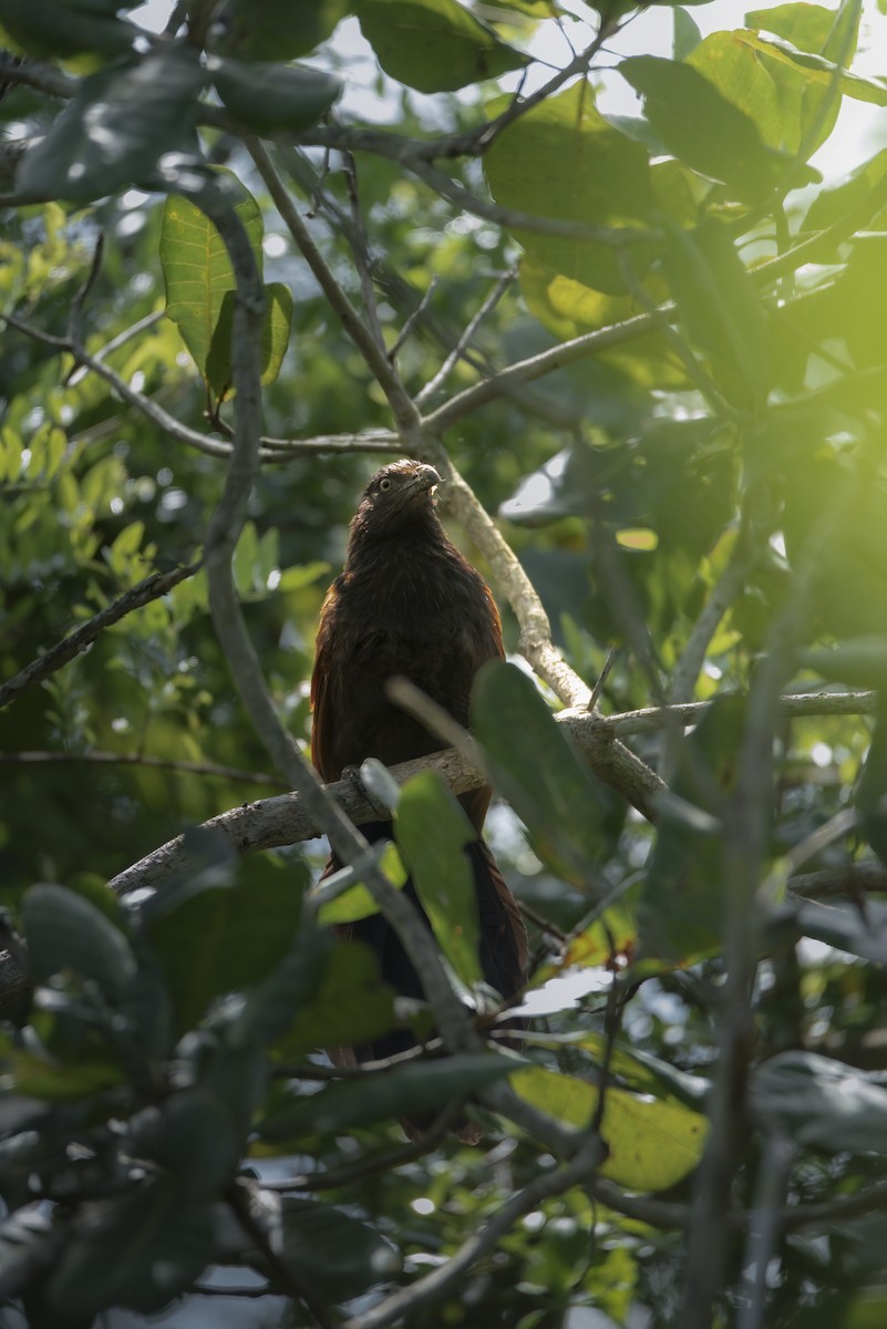 Greater Coucal - ML642759705