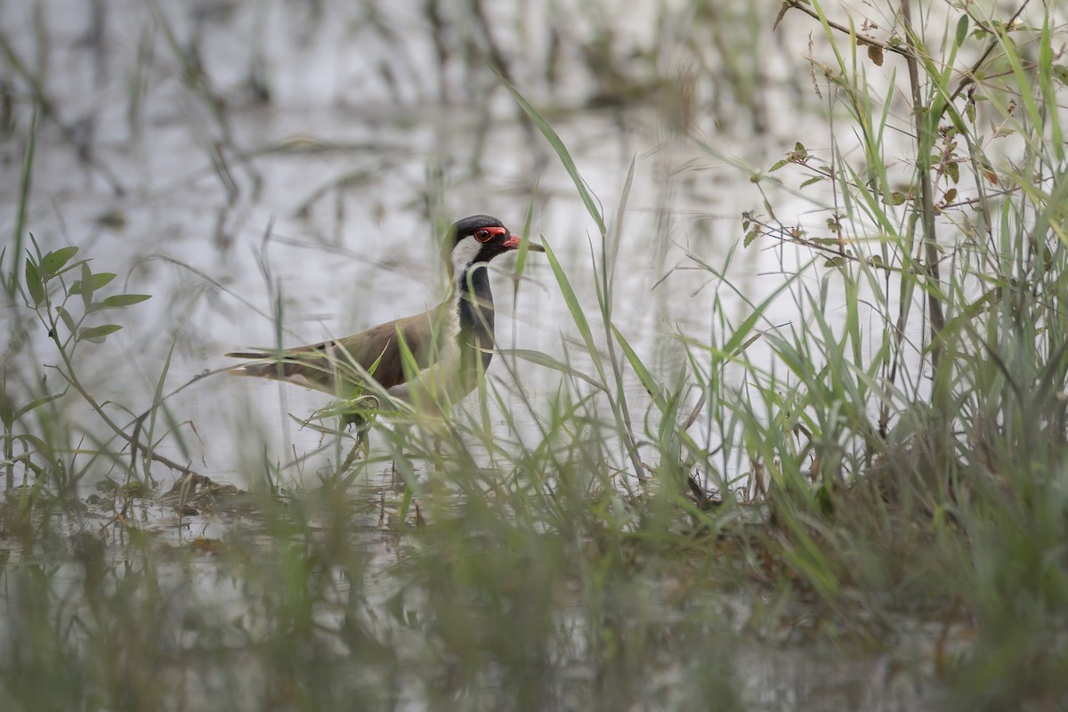 Red-wattled Lapwing - ML642759720