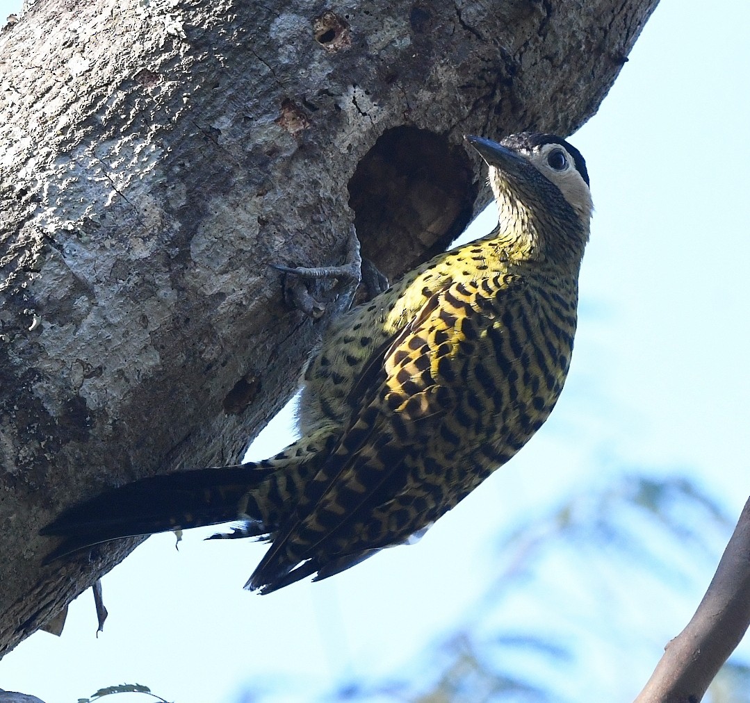 Green-barred Woodpecker - ML642759728