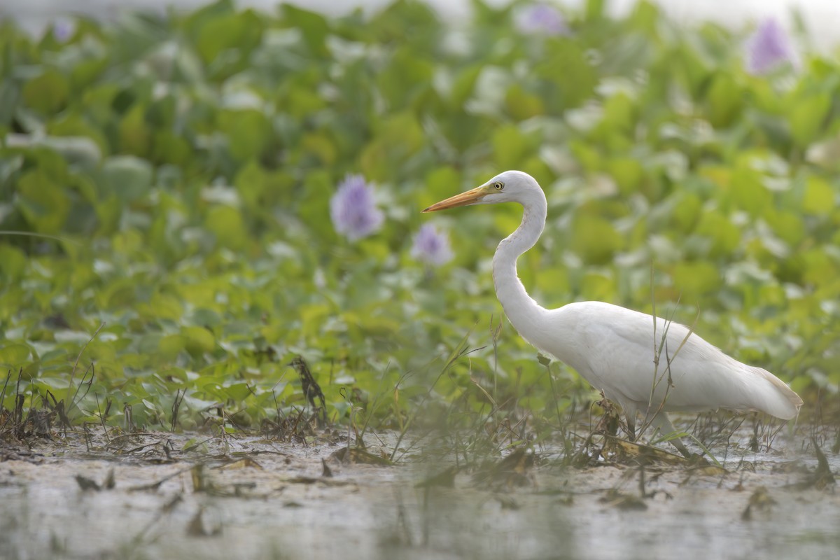Medium Egret - ML642759744