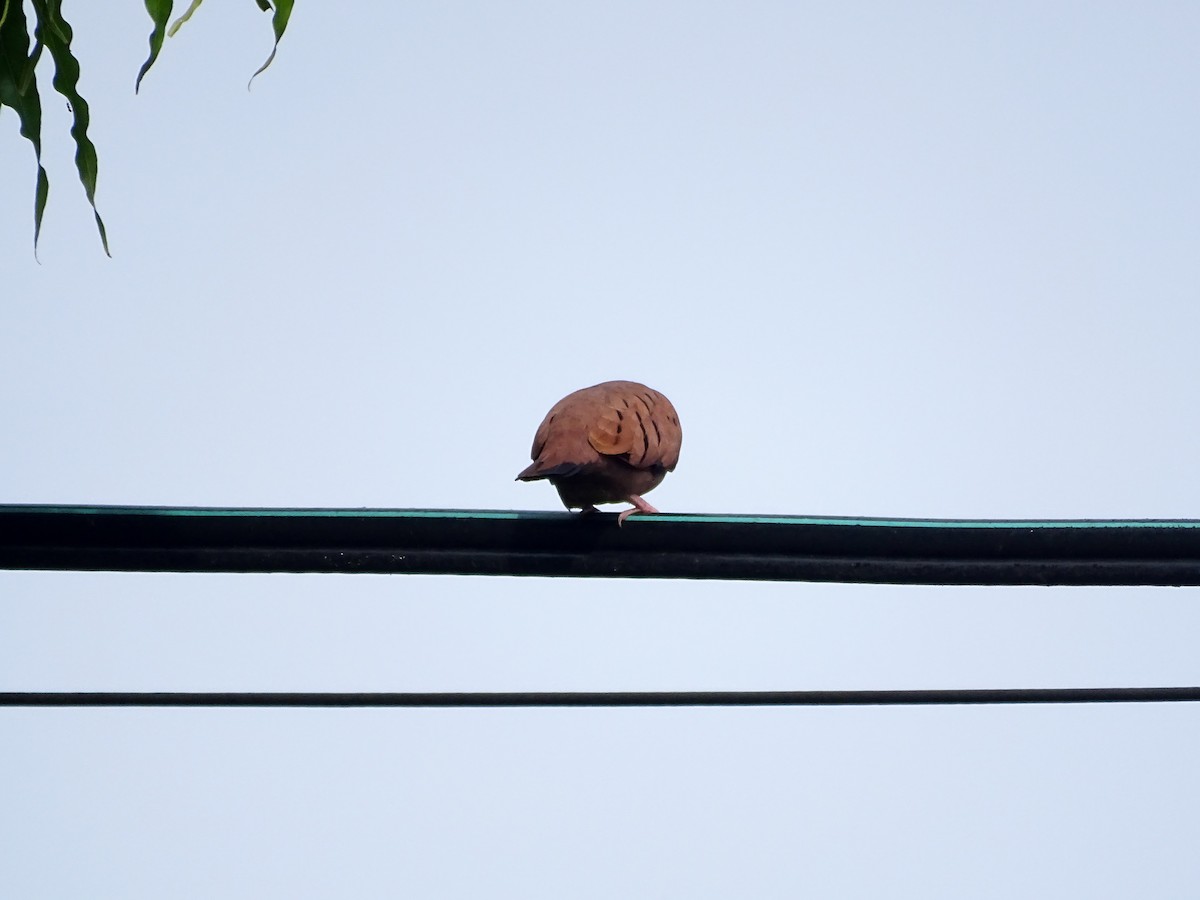 Ruddy Ground Dove - ML642759758