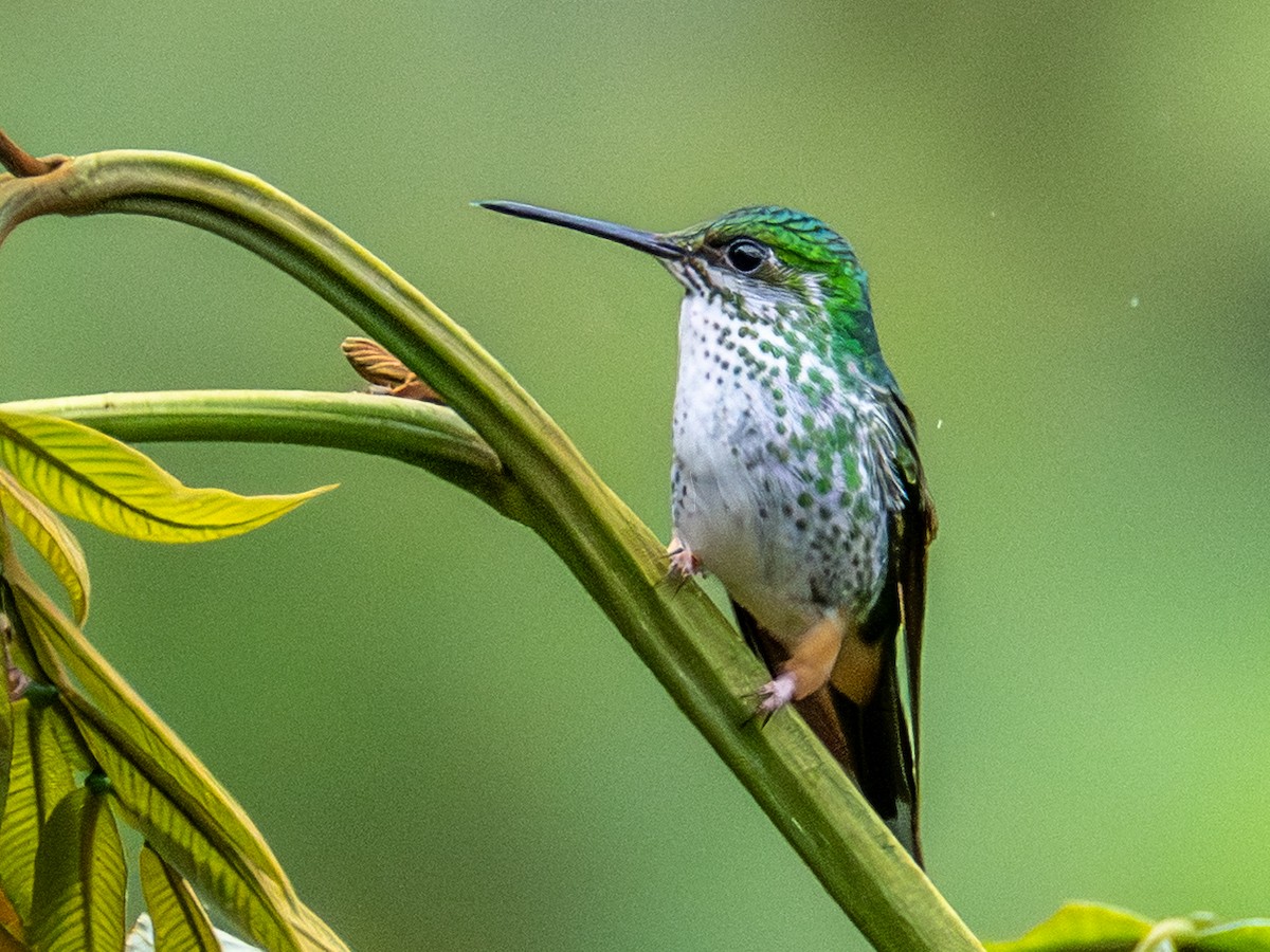 Peruvian Racket-tail - ML642759760