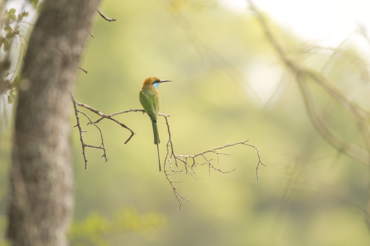Asian Green Bee-eater - ML642759762