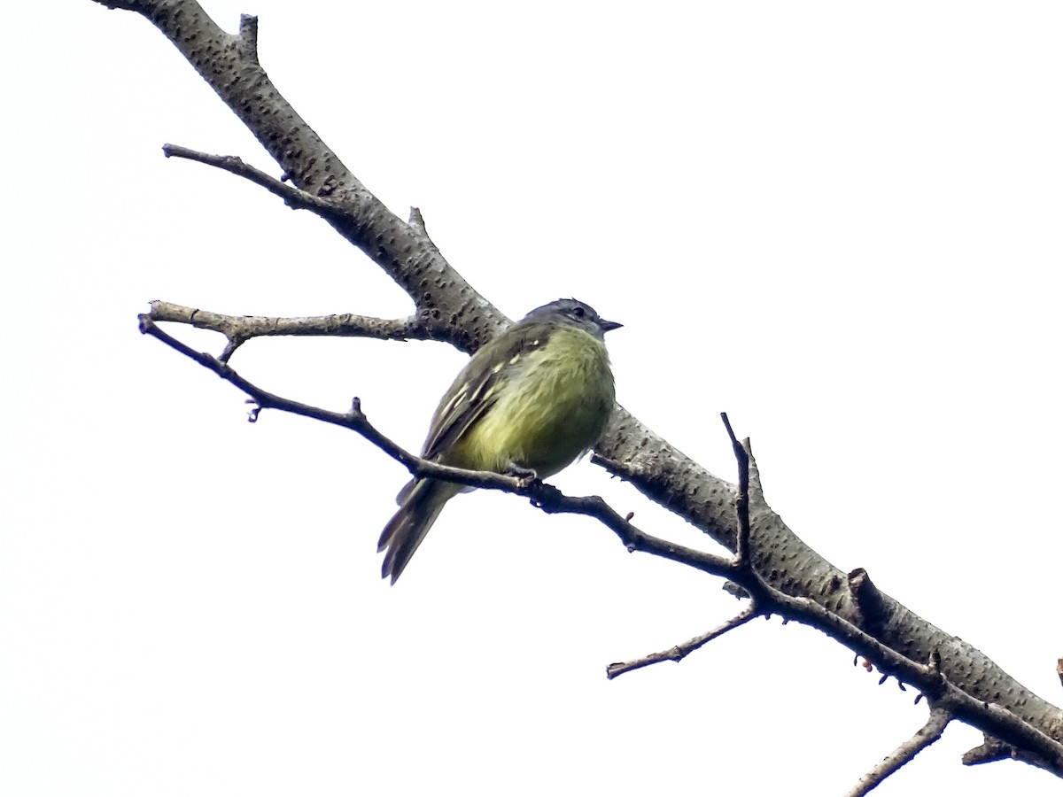 Yellow-crowned Tyrannulet - ML642759770