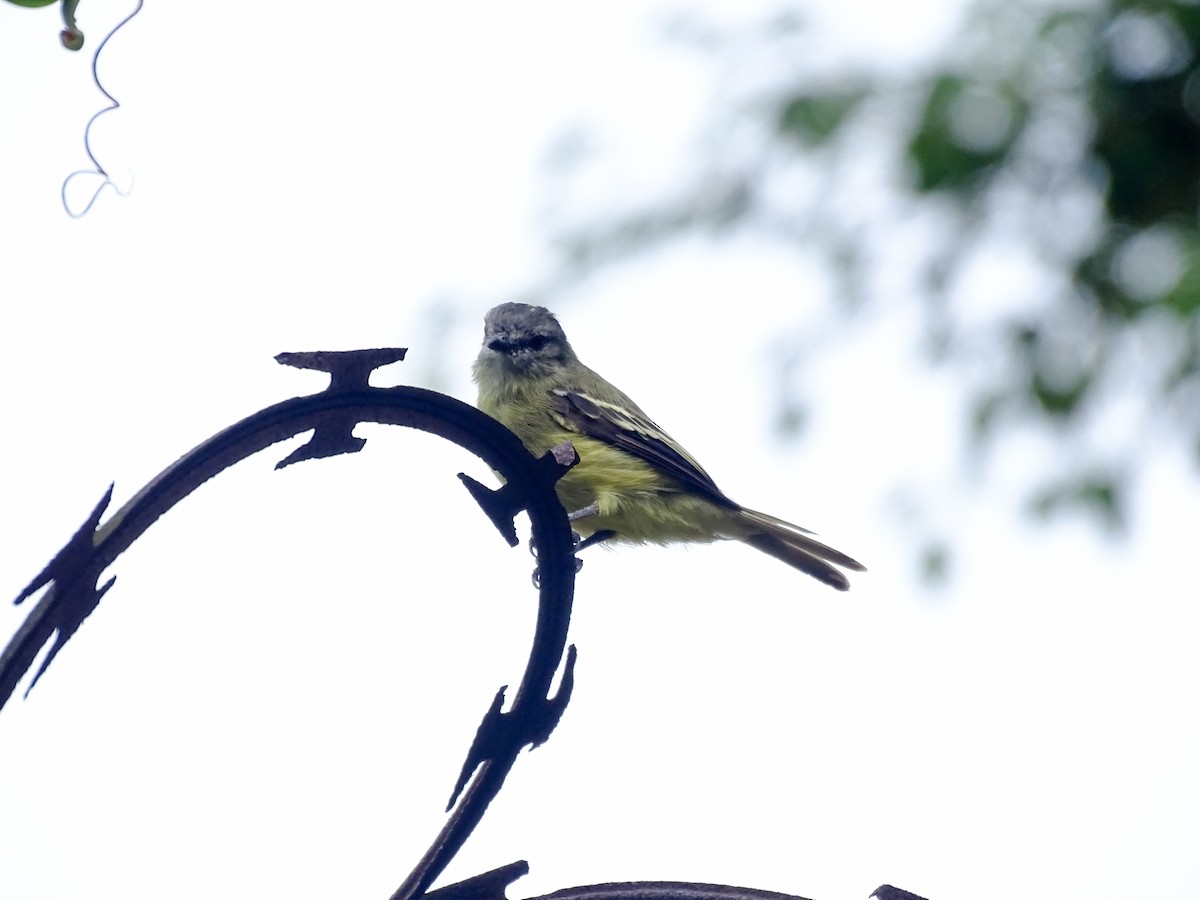 Yellow-crowned Tyrannulet - ML642759774