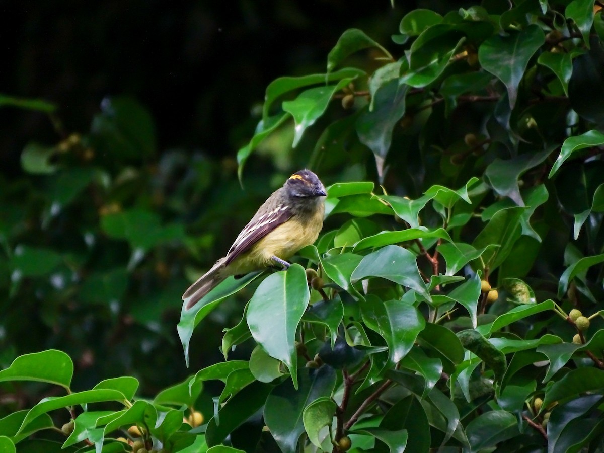 Yellow-crowned Tyrannulet - ML642759775