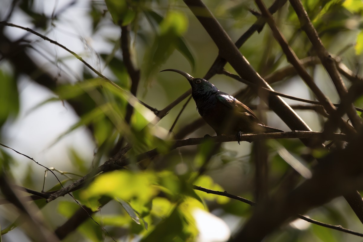 Loten's Sunbird - ML642759781