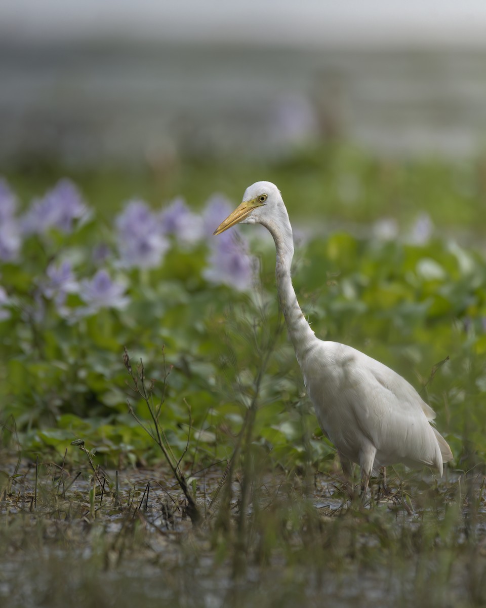 Medium Egret - ML642759785