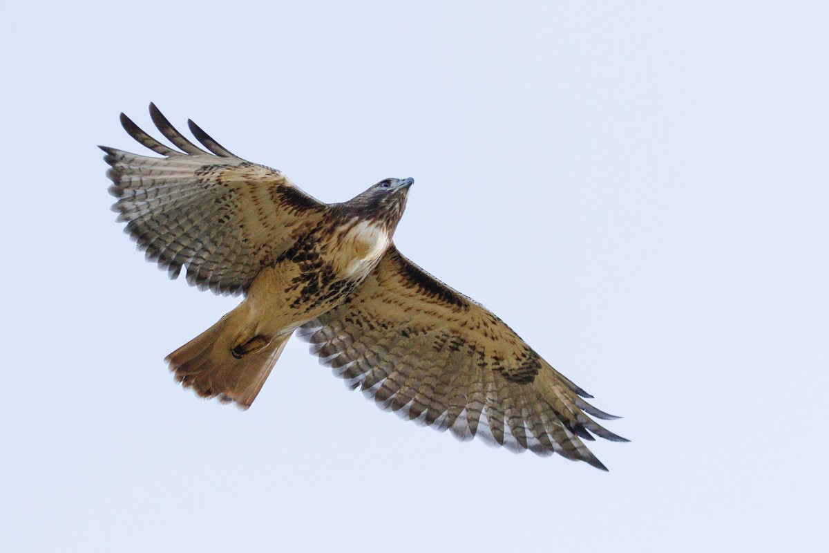 Red-tailed Hawk - ML642759788
