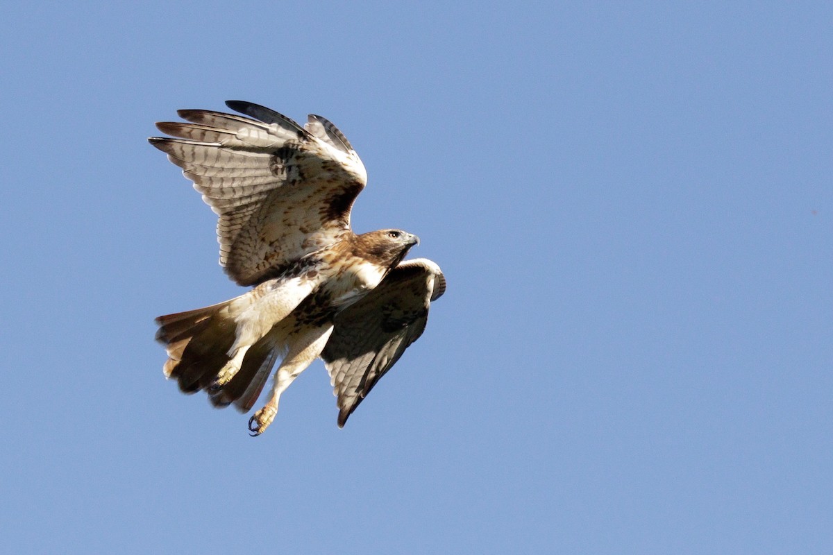 Red-tailed Hawk - ML642759789