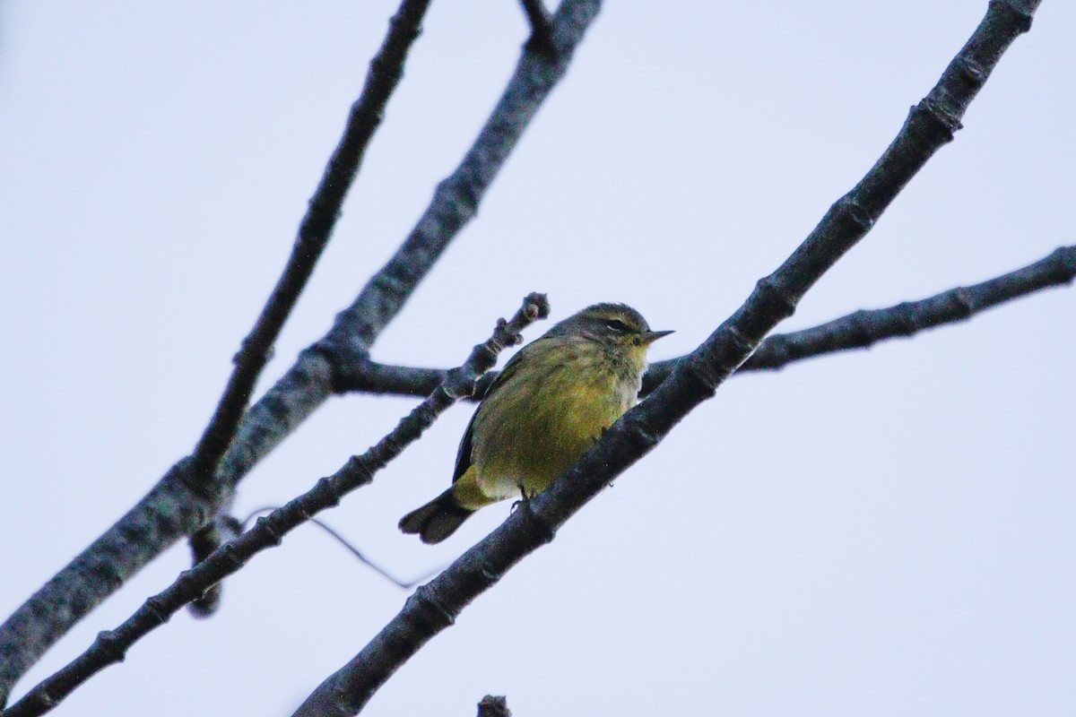Palm Warbler - ML642759798